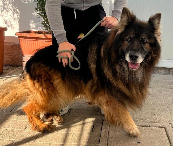 ELVIS PASTORE TEDESCO Foto 4